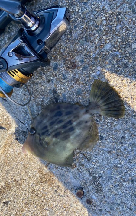 M:I-2 ちょい投げシロギスタ