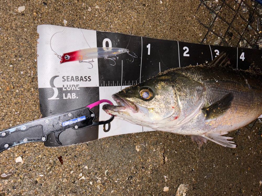 シーバスゲーム