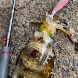 久々の大潮ゲーム