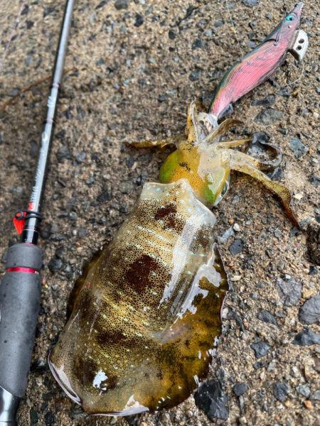 久々の大潮ゲーム