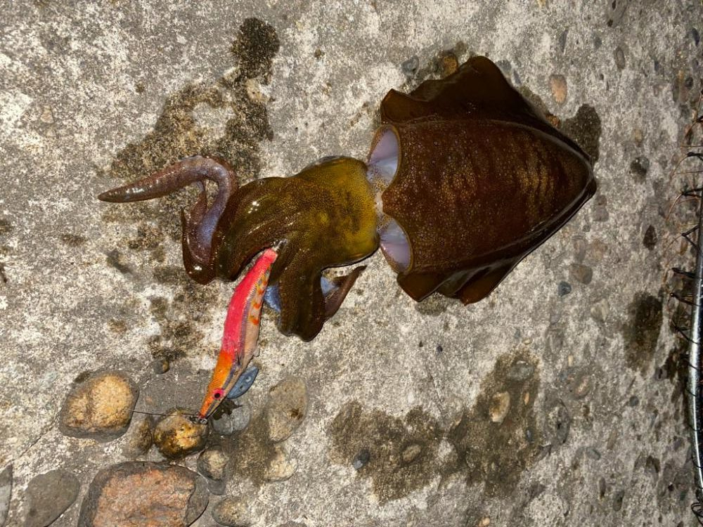 ランカーシーバス連続と良型のアオリ