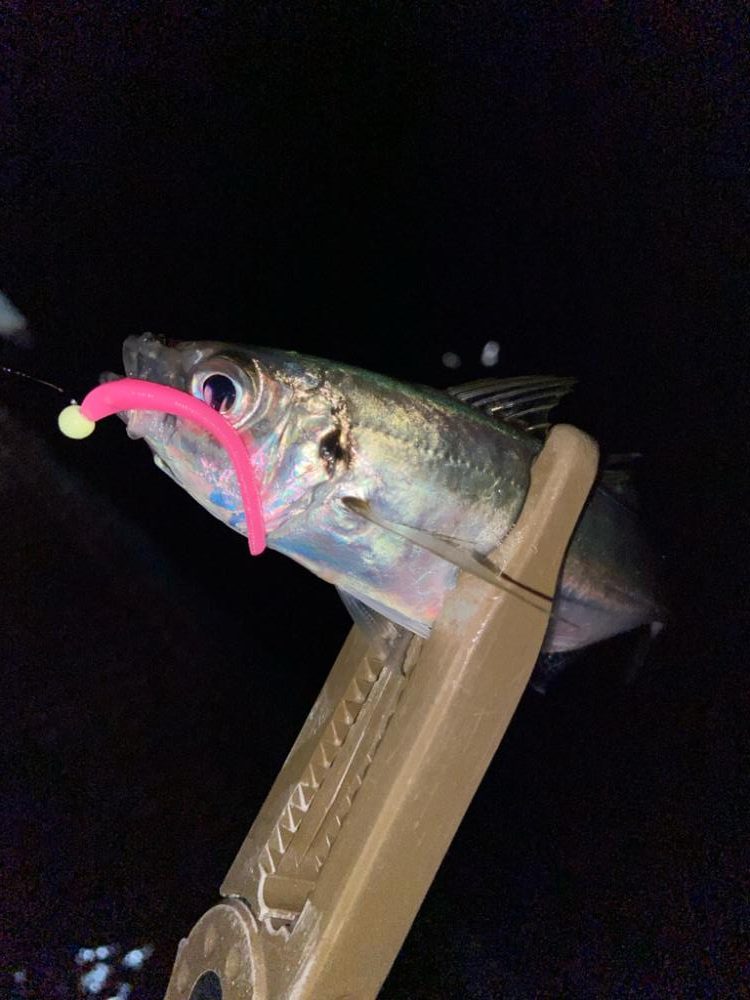 小島養魚場でアジング