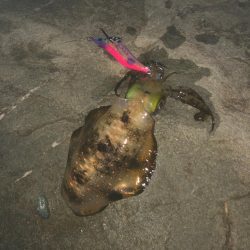 大潮に誘われて