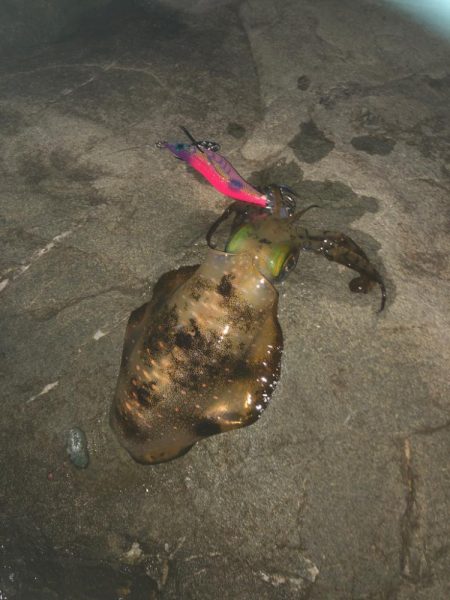 大潮に誘われて