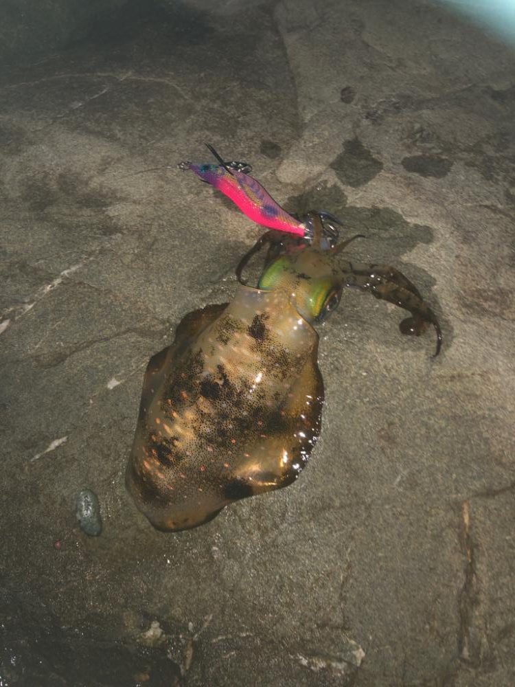 大潮に誘われて