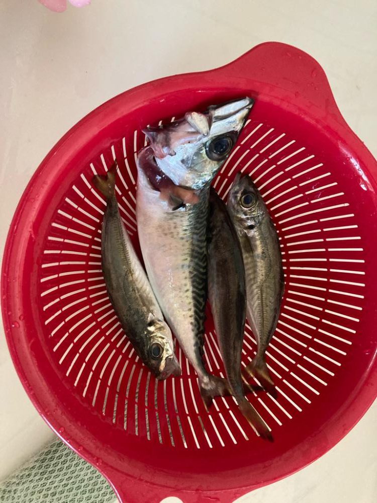 明石港 アオリイカ エギング