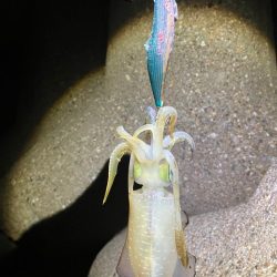 アオリイカ 何とか1杯σ(^_^;)