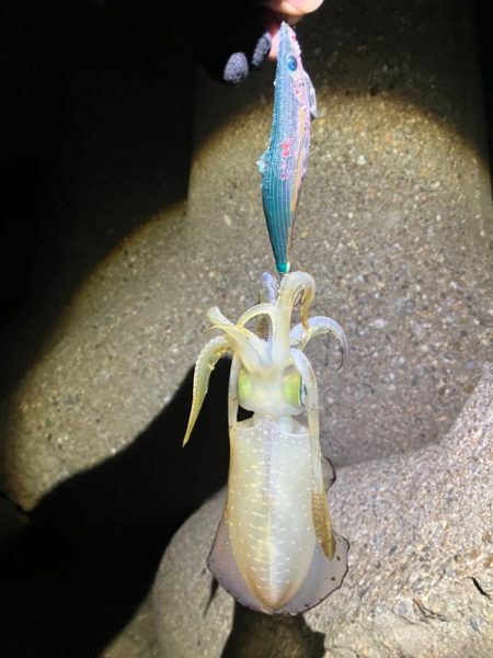 アオリイカ 何とか1杯σ(^_^;)