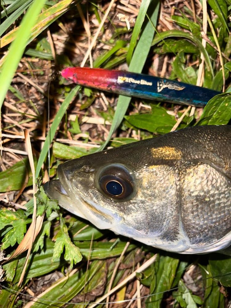 ブローウィン125fの日