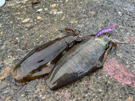 船メンテ後に試運転がてらアオリイカ狙い