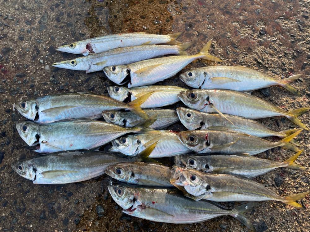 爆釣アジング！