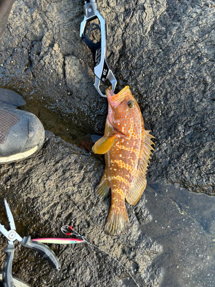 地磯でショアジギング