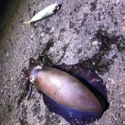 小ぶりほどスリリング