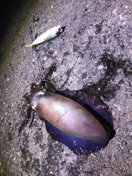 小ぶりほどスリリング