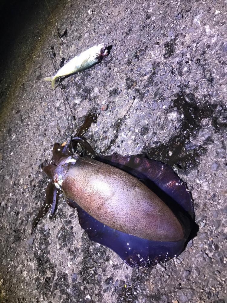 小ぶりほどスリリング