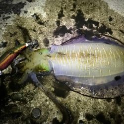 エギング・アジング