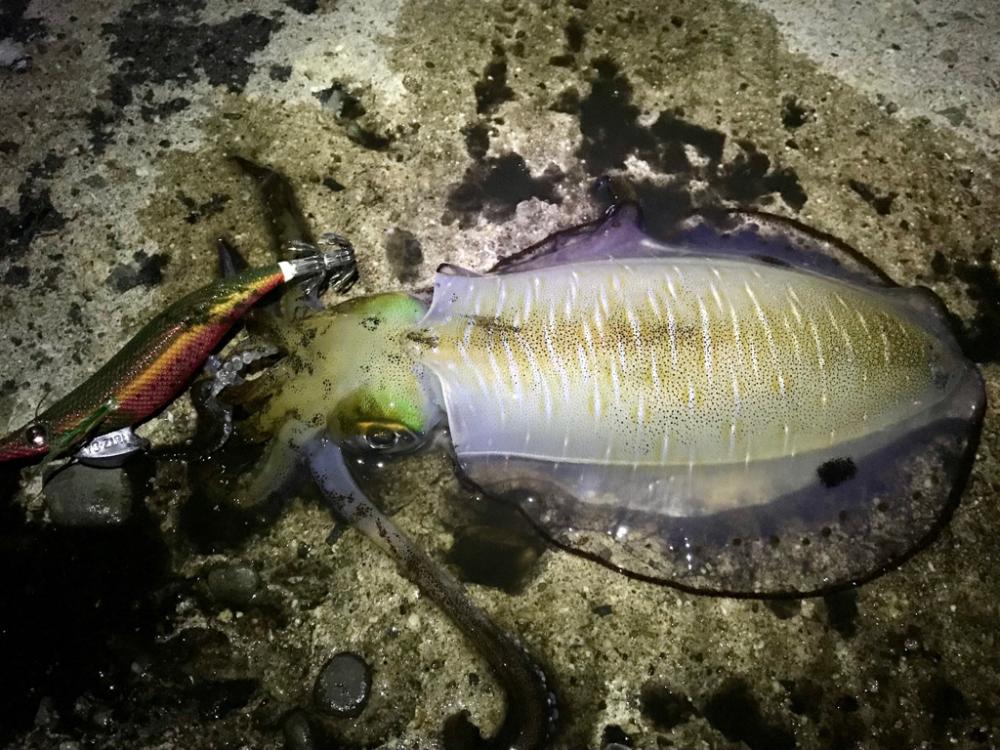 エギング・アジング