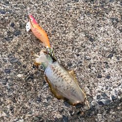 ３号エギにエギサイズが・・・