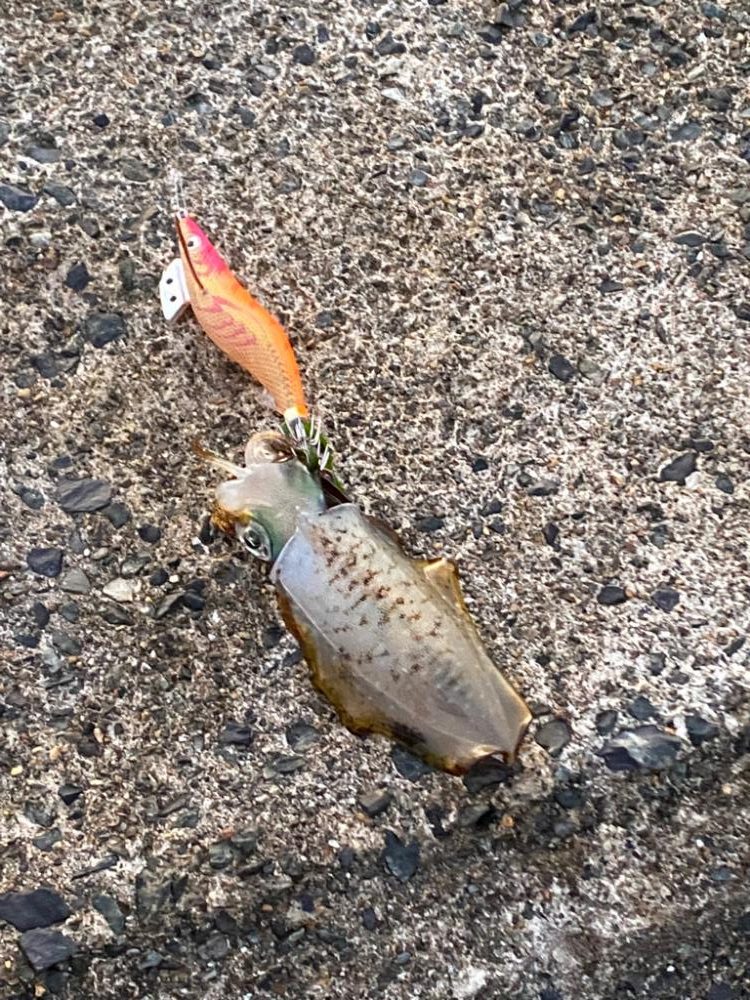 ３号エギにエギサイズが・・・