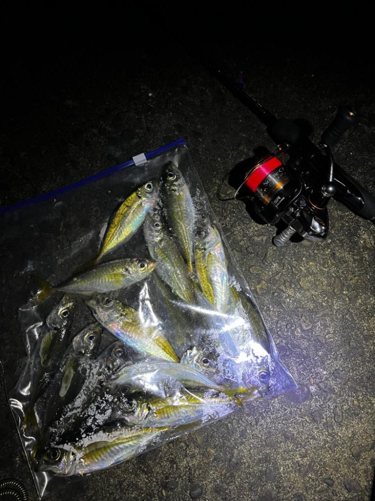 今秋2回目アジング