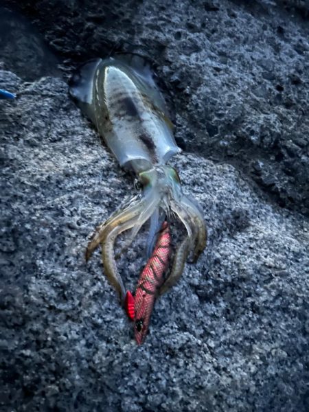 夕まずめエギング