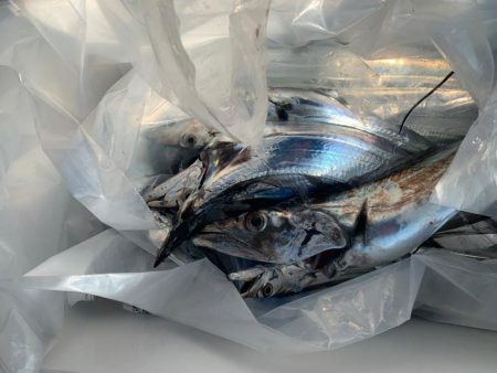 タチウオゲーム