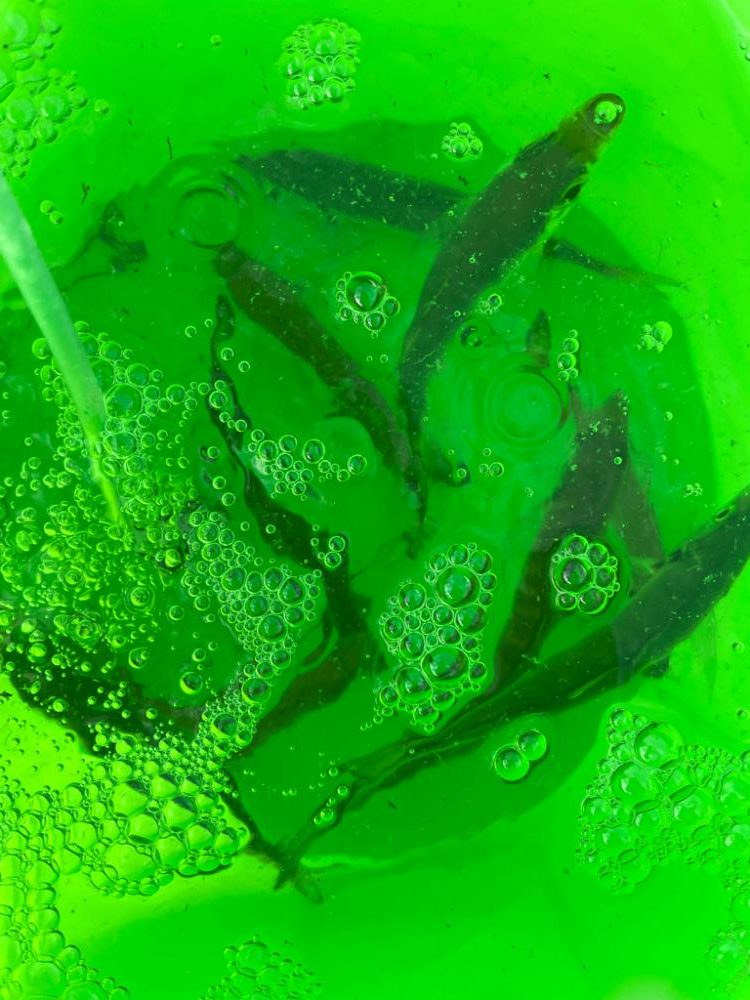 超初心者の釣り記録🎣⑤