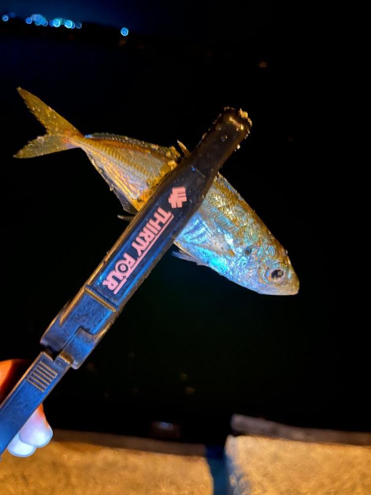 仕事前の30分アジング🐟