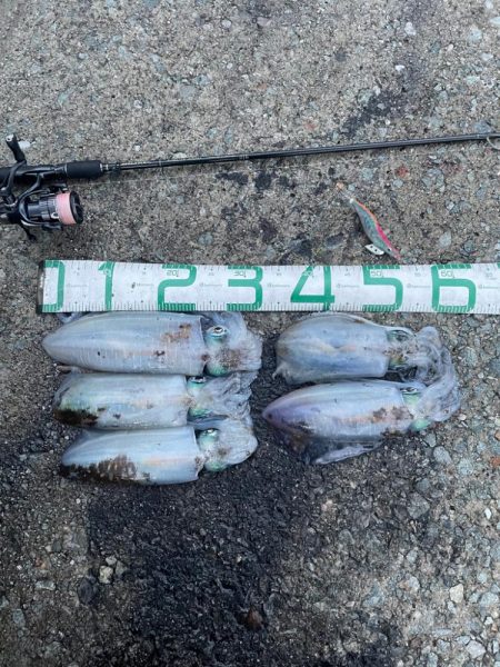 2023 佐渡ヶ島エギング 44回目【10月30日】
