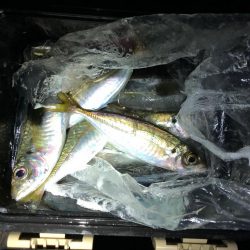 花火前のアジング