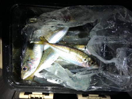 花火前のアジング