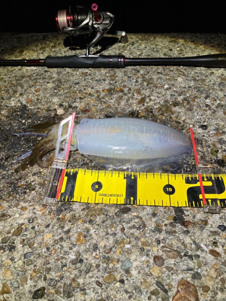 ナイトエギング 潮が動けばアオリ🦑釣れる(^.^)