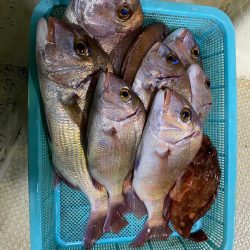 鯛からのアオリイカ