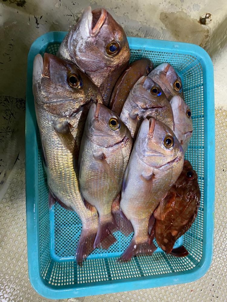 鯛からのアオリイカ