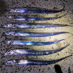 潮が止まると食い気も、、、