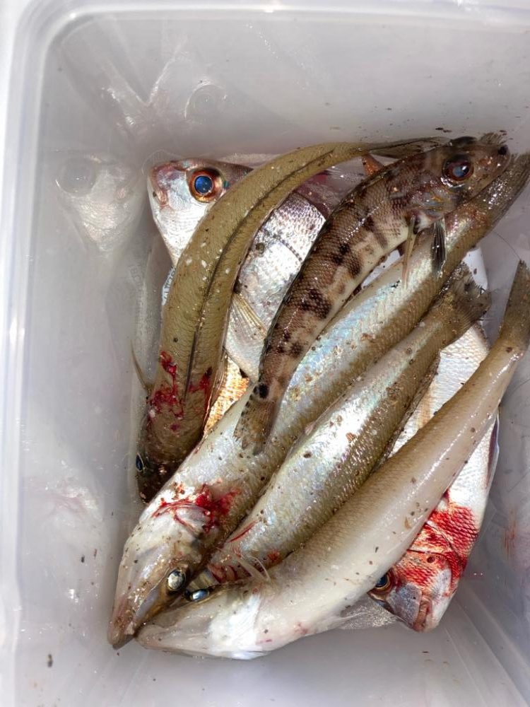 東二見〜赤灯台釣行!