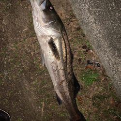 淀川のシーバス