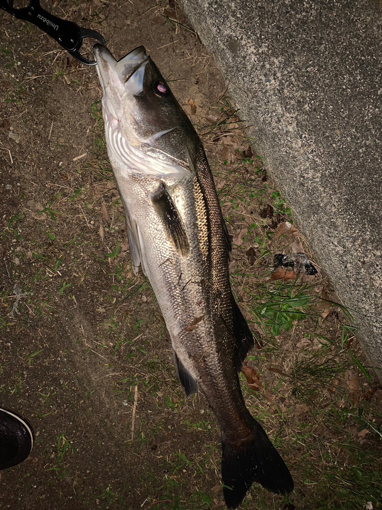 淀川のシーバス