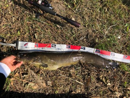 バス釣りという名のナマズ釣り