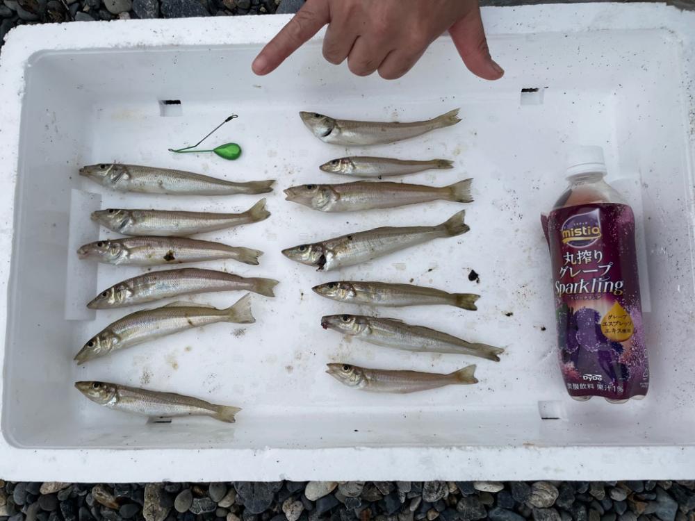 エギタックルシロギス