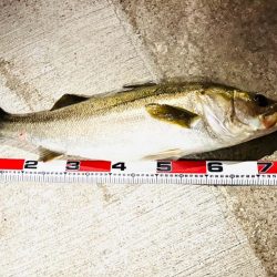 ナイスサイズ揃い