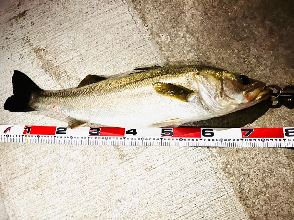 ナイスサイズ揃い