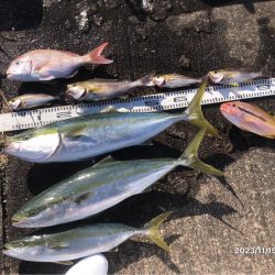 11/19 伊島沖ジギング