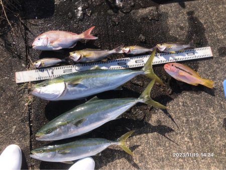 11/19 伊島沖ジギング