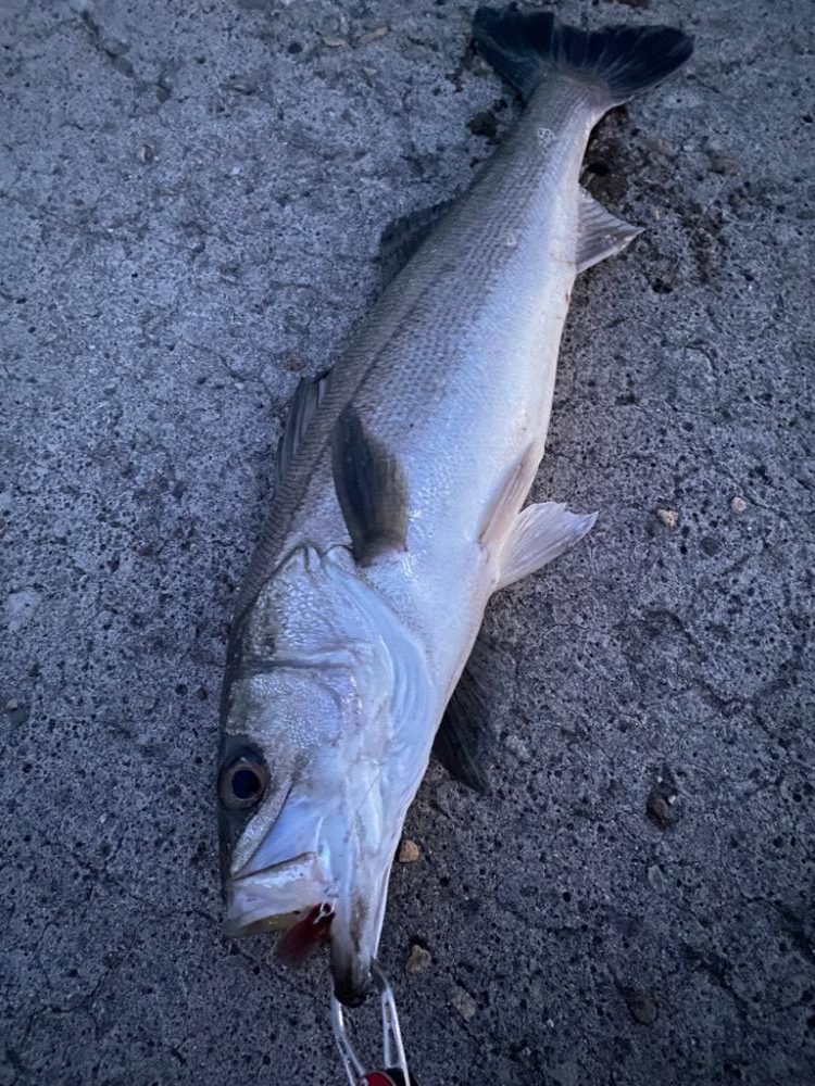 今日もシーバス