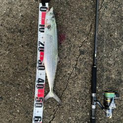 サゴシとシログチ