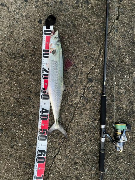 サゴシとシログチ