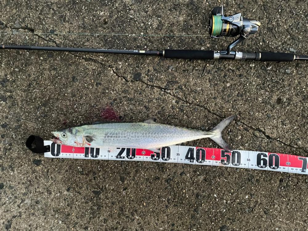 サゴシとシログチ