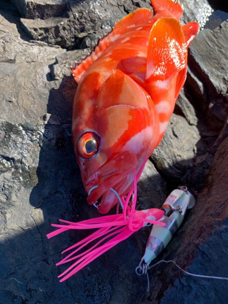 初場所!初魚種!