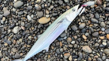 ジャックアイTGスイムでサゴシ